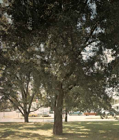 Hubbard Ginkgo-1969